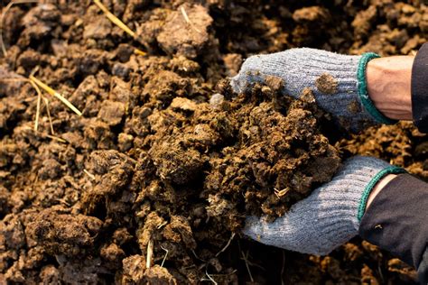 How To Use Horse Manure Compost In The Garden | Horticulture