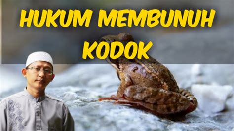 Hukum Membunuh Katak Ustadz Badrusalam Kajianfiqihsalafiyah