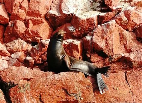 From Lima Ballestas Islands Huacachina Oasis And Vineyards Getyourguide