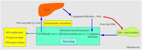 Bilirubin Part 1 Total Bilirubin Direct And Indirect Bilirubin