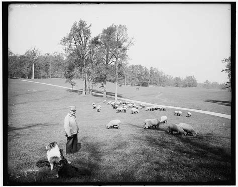 Historic Photos Of Prospect Park In Brooklyn A Slice Of Brooklyn