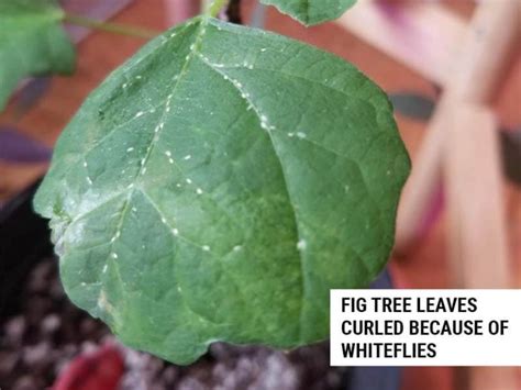 7 Reasons Why Fig Tree Leaves Are Curling Up (And How To Fix It ...