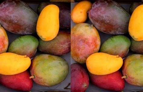 12 Jenis Mangga Paling Manis Di Indonesia