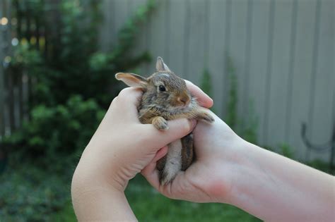 Tiny Bunny