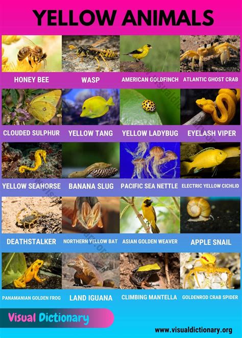 animal color yellow 3