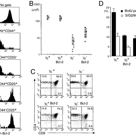 Enforced Expression Of Bcl 2 Partially Restores Thymic Development In C Download Scientific