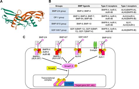 Frontiers Bone Morphogenetic Protein Signaling In Cancer Some Topics