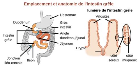 L intestin grêle Labster