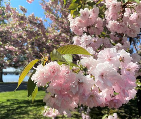 History of the Cherry Trees - Cherry Blossom Festival (U.S. National ...