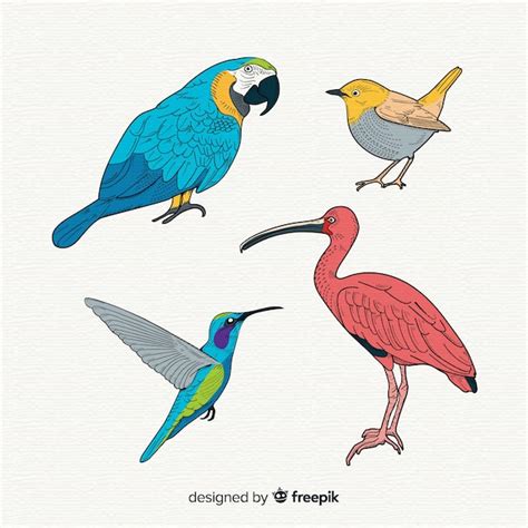 Colección de aves exóticas dibujadas a mano Vector Gratis