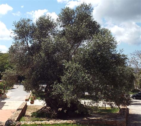 It's an Expert's Life!: The Oldest Olive Tree in the World