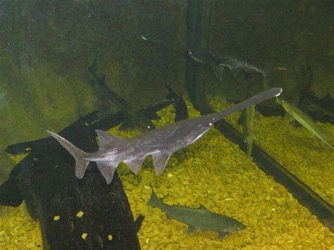 The Online Zoo - American Paddlefish