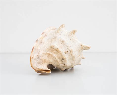 Old Large Conch Or Queen Helmet Shell For Sale At Stdibs Queen