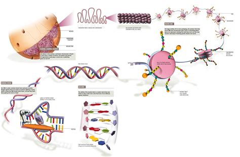 Structural Organization of the Genome - Theory of Cancer Biology: A ...