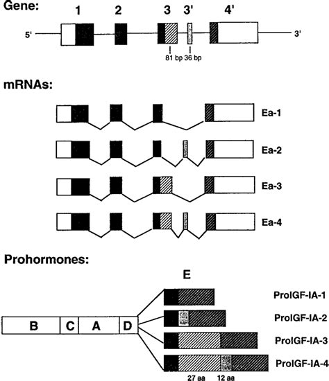 Structure And Expression Of A Salmon Igf I Gene Ex Download Scientific Diagram