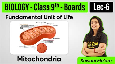 Class 9 Fundamental Unit Of Life Mitochondria Class 9 Science