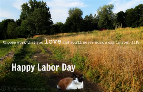 Hard Working Purrfessional Cats On Labor Day | Cat Wisdom 101