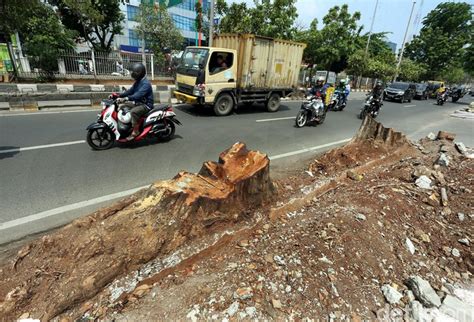 Pohon Besar Di Kawasan Kedoya Jadi Korban Revitalisasi Trotoar