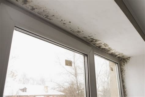 How To Get Rid of Mold on Windows | Mold Remediation