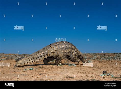 Cape Pangolin (Manis temminckii), Limpopo, South Africa Stock Photo - Alamy