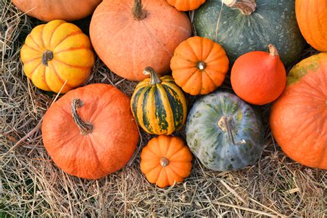 pumpkins fruits  vegetables heres    happysprout