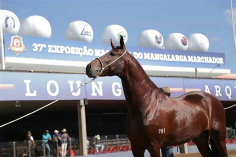 Exposição Nacional do Mangalarga Marchador movimenta R 25 milhões