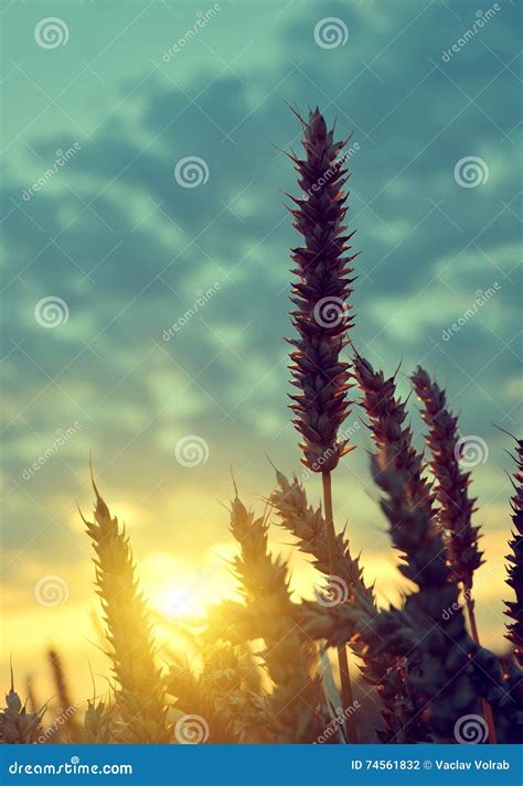 Silhouette of a Wheat Field Stock Photo - Image of healthy, nutrition: 74561832