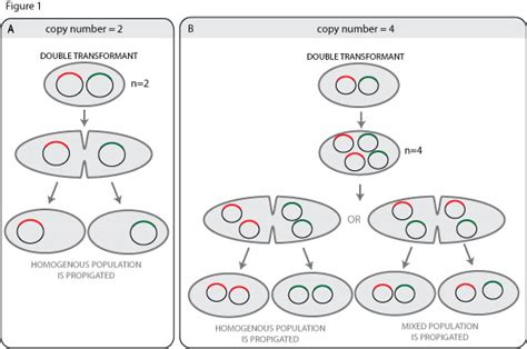 Tech Clinic #4: Can a single E.coli take up 2 plasmids?