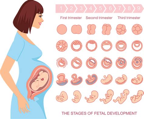 Fetal Development Week By Week Pregnancy Help Online