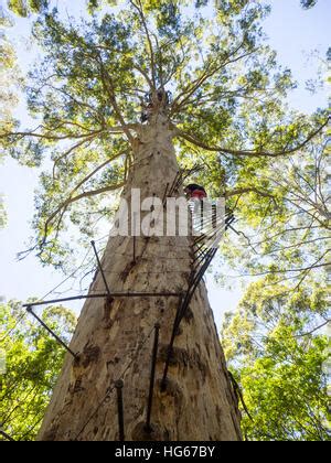 Der Gloucester Tree Ein Riesiger Karri Baum Eucalyptus Diversicolor