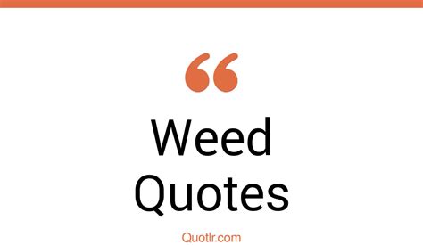 The 45+ Weed Quotes Page 16 - ↑QUOTLR↑