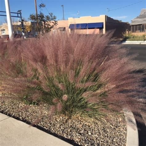 Muhlenbergia X Pink Flamingo Pink Flamingo Green Things Nursery