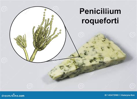 Queso Del Roquefort Y Roqueforti Del Penicillium De Los Hongos Usado