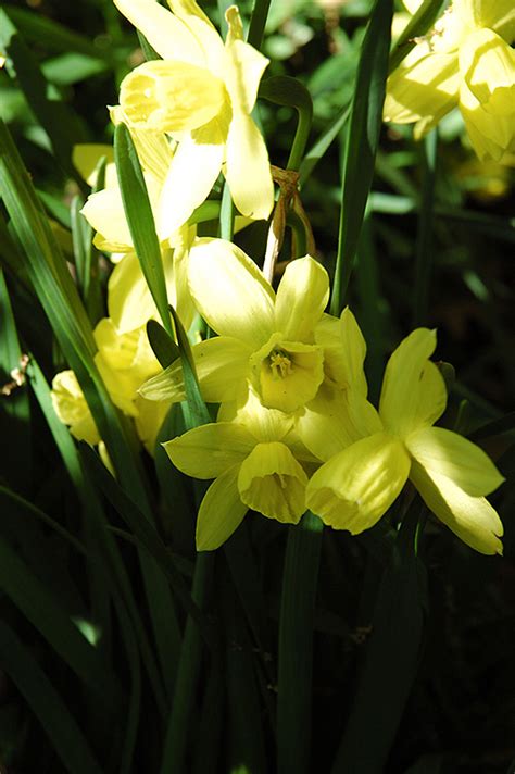 Liberty Bells Daffodil Narcissus Liberty Bells In Winnipeg