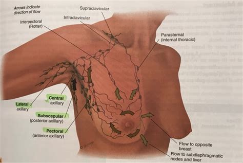 Breasts Ch 18 Flashcards Quizlet