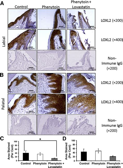 A And B Loxl Regulation By Phenytoin And Phenytoin Plus Lovastatin In