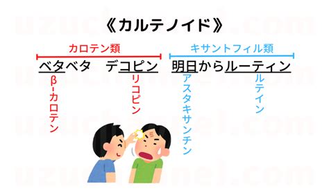 【ゴロ】カロテノイド ゴロナビ〜薬剤師国家試験に勝つ〜