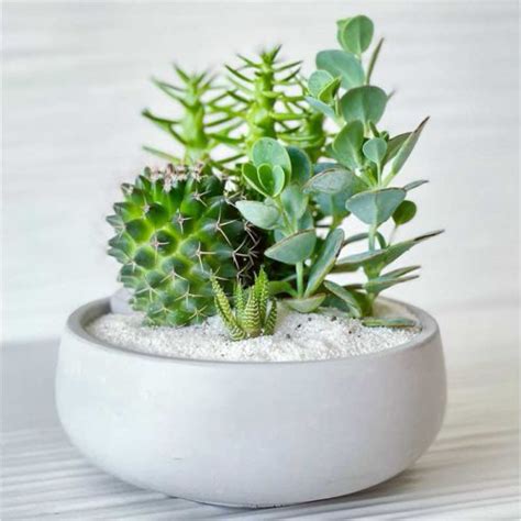 Cactus And Succulent Arrangement Small Bowl 6” Concreate Garden