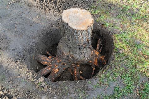 How To Remove A Tree Stump From Your Garden At Taylah Aline Blog