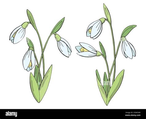 Snowdrop Flower Graphic Color Isolated Sketch Set Illustration Vector