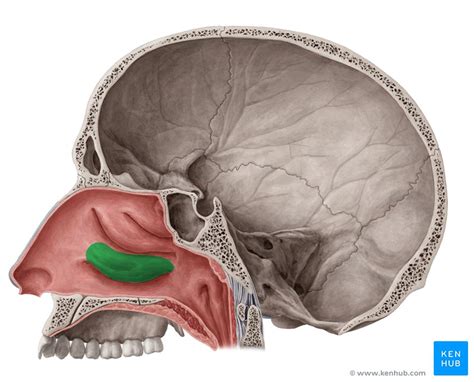 Inferior nasal concha: Anatomy, definition, development | Kenhub