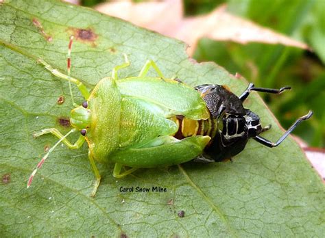 Green Stink Bug Molting Project Noah