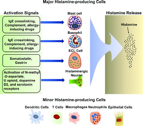 | Histamine-producing cells and stimuli that trigger histamine release ...