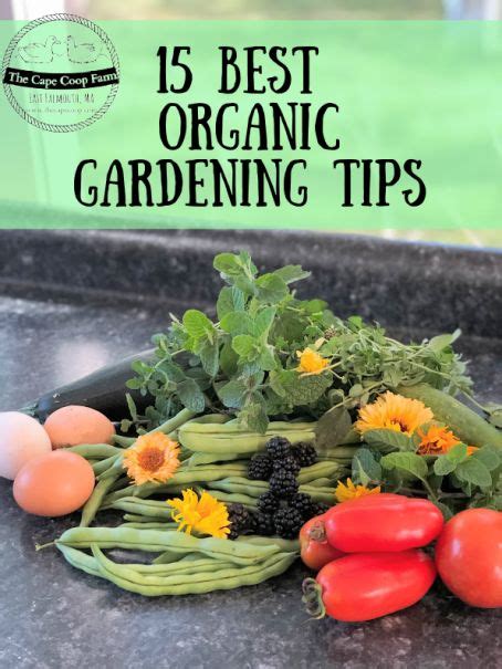 15 Best Organic Gardening Tips | Organic gardening, Organic gardening ...