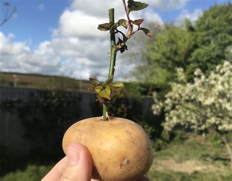 Gartenprofis Verraten Rose In Kartoffel Stecken Und Ziehen Ja So