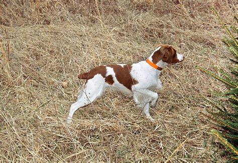 brittany spaniel hunting - Google Search | Brittany dogs | Pinterest