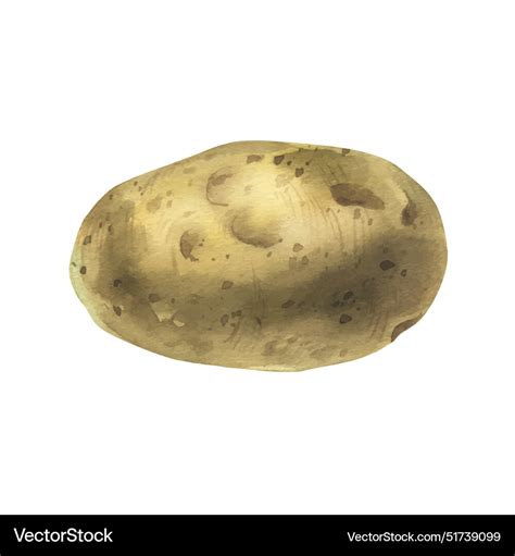 Whole Tuber Of White Potatoes With Brown Skin Vector Image