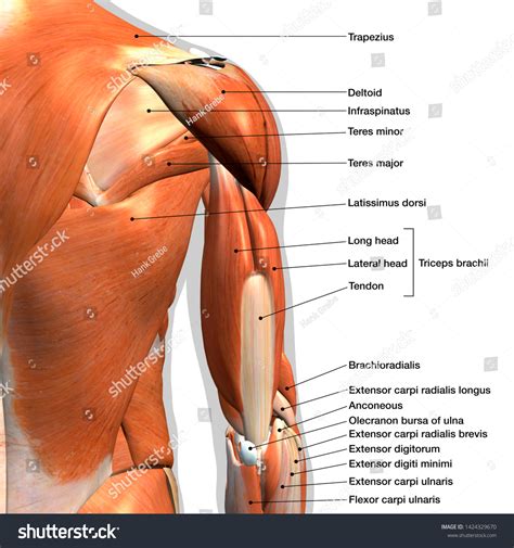 381 Shoulder Anatomy Labeled Images, Stock Photos & Vectors | Shutterstock