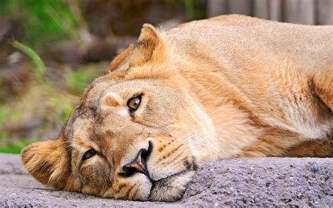 Wallpaper Face Lion Wildlife Nose Big Cats Zoo Whiskers Puma