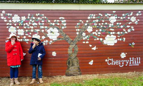 Blossom Festival At Cherryhill Orchards Yarra Valley Tot Hot Or Not